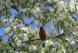 The cardinal sings