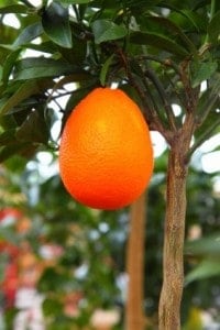 growing_orange_on_tree_187928